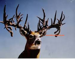 New World Record Nontypical Buck Found At Garage Sale Whitetail Deer Big Deer Deer