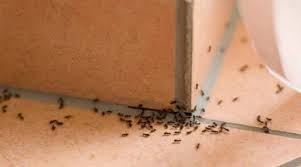 Spray This Simple Mixture And You Will Never See Ants In Your Home Again Get Rid Of Ants Rid Of Ants Ants In House