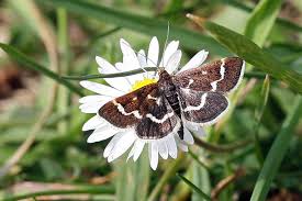 Image result for Pyrausta nigrata