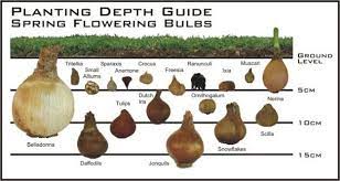 Bulbs To Plant Now For Spring Blooms Planting Bulbs Bulb Flowers Garden Bulbs
