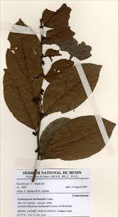Image result for Gymnosporia buchananii