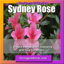 Australianbushfloweressences The First Aspect Of The Rare Sydney Rose To Strike You Is Its Intense Beautiful Pink Fragrant Flower About 2cms Across Which Do