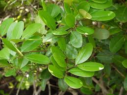 Image result for Xylocarpus