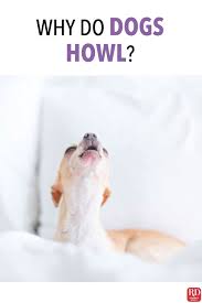 Why Do Dogs Howl Sometimes There Is No Reason At All But Other Times Howling Is A Verbal Clue To What S Really Going On In Yo Dogs Dog Activities Calm Dogs