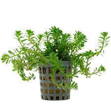 Image result for Rotala serpiculoides