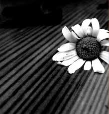 Bianco e nero fine art, il primo corso online dedicato alla fotografia in bianco e nero. Fiori In Bianco E Nero Macondo