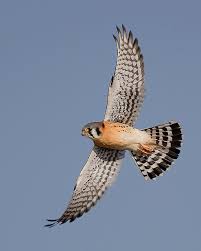 Range american kestrels are found throughout most of north and south america. American Kestrel Facts Habitat Diet Life Cycle Baby Pictures