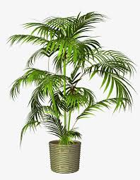 Potted Plant Pot Png Transparent Clipart Image And Psd File For Free Download Photoshop Flowers Plants House Plant Pots