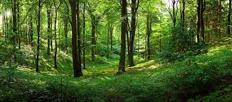 Teaching Points In Medicine When The Forest Gets Lost In The Trees Stepwards
