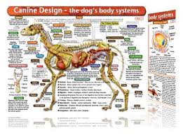 Canine Anatomy Chart The Dogs Body Systems Understanding