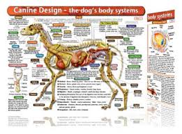 canine anatomy chart the dogs body systems understanding