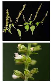 Image result for Basilicum polystachyon