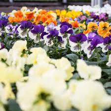 Weve Got An Amazing Price On These Winter Pansies Right Now At A Pound Each They Would Be Great Value But Were Sellin Winter Pansies Pansies Blue Lotus Flower