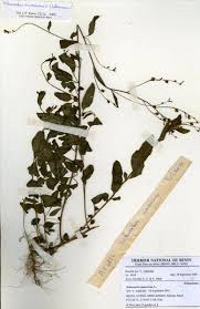 Image result for Schwenckia