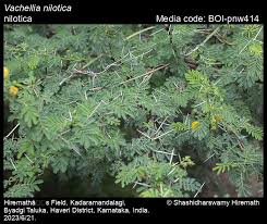 Image result for Embelia nilotica