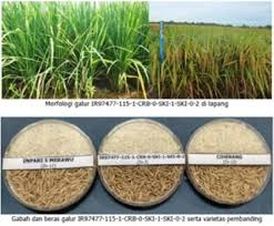 Pada tahun 1996, lpn telah dikorporatkan dan dikenali sebagai padi beras nasional berhad (bernas). Varietas Padi Inpari Ir Nutri Zinc Khusus Atasi Stunting Dirilis Tekno Tempo Co