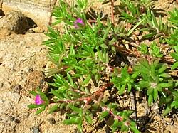 Image result for Portulaca foliosa