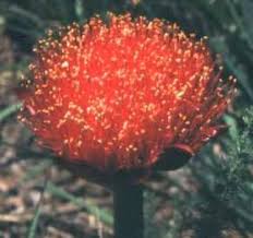 Image result for Scadoxus puniceus