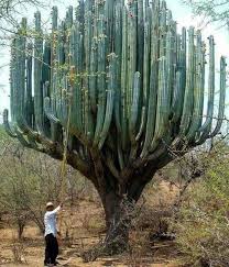 Get more information on organ pipe cactus care in this article. Giant Organ Pipe Cactus In Oaxaca Mexico Natureisfuckinglit