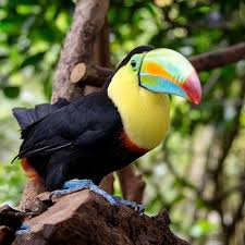 Bird With Spiky Hair Keel Billed Toucan Also Called Rainbow Toucan Conveyclub Keel Billed Toucan Pet Birds Animals Beautiful