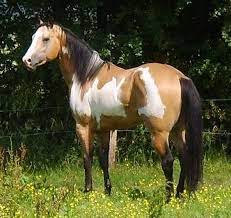 Buckskin paint horse with blue eyes. Beautiful Buckskin Paint Horse Painted Horses Paint Horse Jolis Chevaux