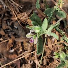 Image result for Polygala erioptera