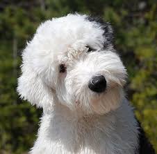 Black And White Old English Sheepdog Puppy Old English Sheepdog Pups Are Born Black White Which Fades To Shades Of Grey White As They Grow English Sheepdog Dog English Sheepdog Old English Sheepdog