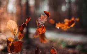 Si verifica soprattutto in autunno a causa dei cambiamenti . Caduta Capelli Donne Cause Rimedi E Perche Cadono Amica