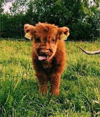 Fluffy Cows To Break Up Political Posts Album On Imgur