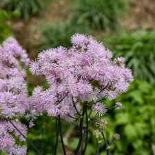 Image result for Thalictrum rhynchocarpum