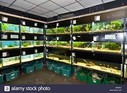 Pet stores are deemed an essential business and therefor we are open our normal hours. Pet Shop Aquarium England Uk Pet Shop Aquarium Aquarium Store
