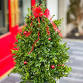 Boxwoods & Bells: Holiday Tree Workshop event image