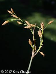 Image result for Schoenoplectus muricinux