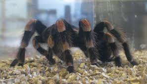 Some of them are kind, while others are utterly terrifying, being out to cause pain and suffering to others. Weekend Events September 2 5 Tarantula Feedings Book Signings Harry Potter And Labor Day At The Smithsonian Smithsonian Magazine