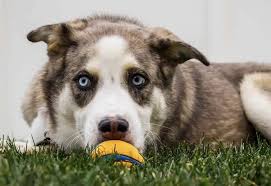 With their breeder, waiting for you! 27 Best Australian Shepherd Mixes Mixed Aussies
