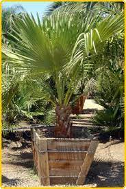 صور تحفة منتديات المطاريد plants marvelous photo