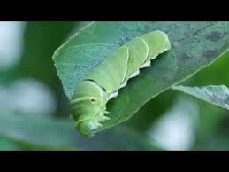 ミカンの葉を食べるアゲハ蝶の幼虫 Youtube