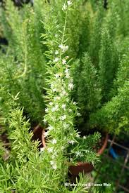 Image result for Asparagus natalensis