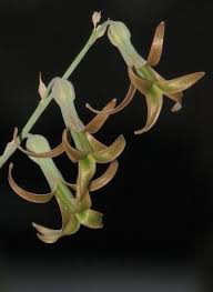 Image result for Dipcadi marlothii