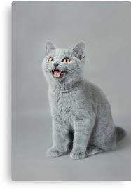 British Shorthair Cat British Blue Kitten Canvas Print Cute Animals Pretty Cats Cute Cats