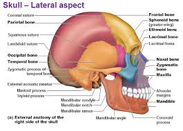 Skull Lateral View Anatomy Bones Human Skeleton Anatomy Skull Anatomy