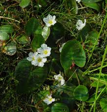 Image result for Nymphoides milnei