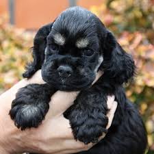 Image result for americký kokršpaněl