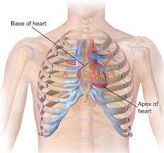 Know where your heart is and how to identify heart pain heart muscle is the strongest tissue in your body. Heart Position Relative To Ribcage Integration Massage