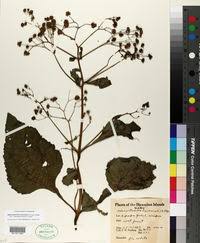 Image result for Adenostemma viscosum