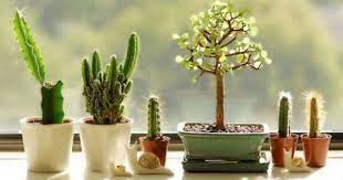 Kaktus mini, kaktus hias, kaktus unik (k2). 7 Tanaman Kaktus Untuk Menghias Rumah Popmama Com