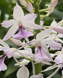 Image result for Calanthe sylvatica