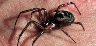 The false black widow is a european immigrant that has become extremely common in pacific coast homes from san diego to british columbia, with isolated finds in alaska. How Dangerous Are False Widow Spiders Natural History Museum