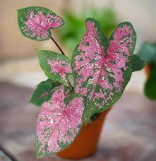 Image result for Caladium