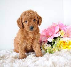 Meet The Adorable Minigoldendoodle They Are Intelligent And Loyal Furbuddies Mini G Mini Goldendoodle Puppies Mini Goldendoodle Goldendoodle Puppy
